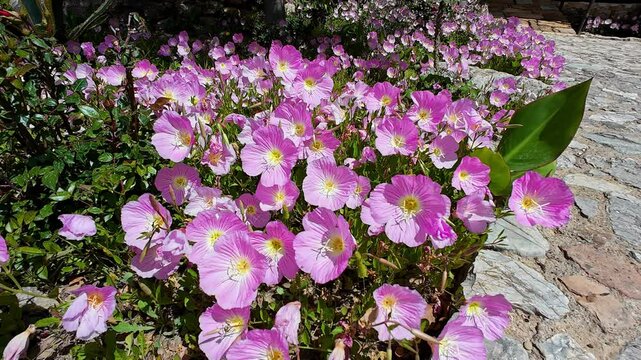 Pink evening primrose flowers  in the garden in full bloom