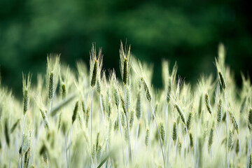 Rye field. Young sprouts of rye. Plant background or texture
