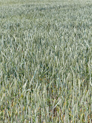 Wheat field. Plant background or texture