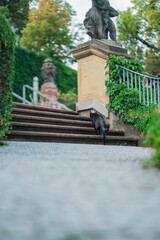 Black Cat Walking up the Stairs in a Historic Park