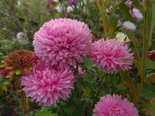 Colorful Symphony: Vibrant Aster Flowers in Full Bloom
