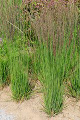Fototapeta premium Pfeifengras (Moninia caerulea 'Moorhexe')