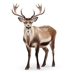 Obraz premium deer isolated on white