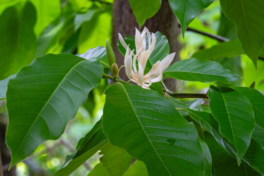 Horizontal view of magnolia champaca aka champak tree fresh creamy white flowers and foliage outdoors in tropical garden 