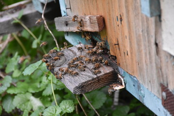 Bees Bringing Honey to the Hive: A Close-Up Look at Nature's Pollinators in Action