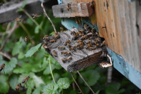 Bees Bringing Honey to the Hive: A Close-Up Look at Nature's Pollinators in Action
