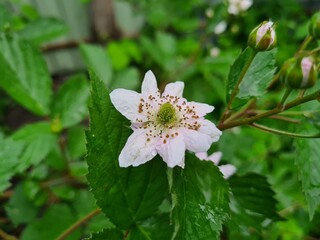 Spring's Delicate Dance: Blackberry Blossoms in Bloom