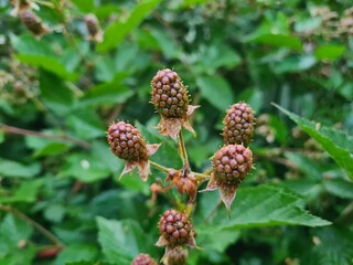 Fresh Blackberries: A Close-Up of Juicy Summer Berries
