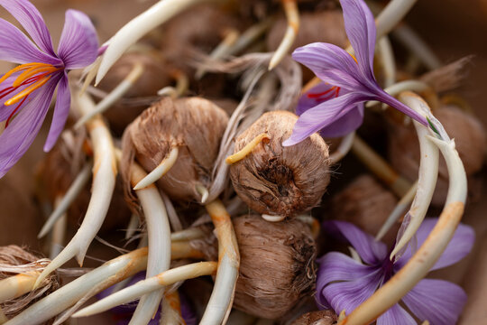 Flowering saffron Crocus Sativus bulbs with deep red stigmas