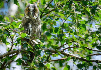 Long eared owl ( Asio otus )