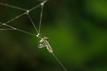Cadavre d'insecte emprisonné dans une toile d'araignée