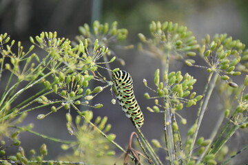 Vibrant Blooming Dill in the Sunlight
