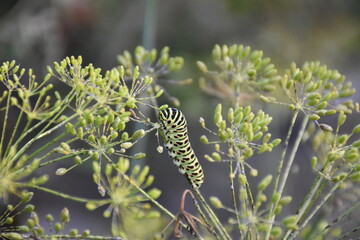 Vibrant Blooming Dill in the Sunlight
