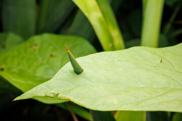 Vue macro d'une feuille transpercée les épines d'une autre plante