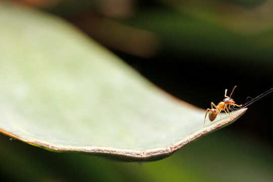 Vue macro d'une fourmi &agrave; l'extr&eacute;mit&eacute; d'une feuille