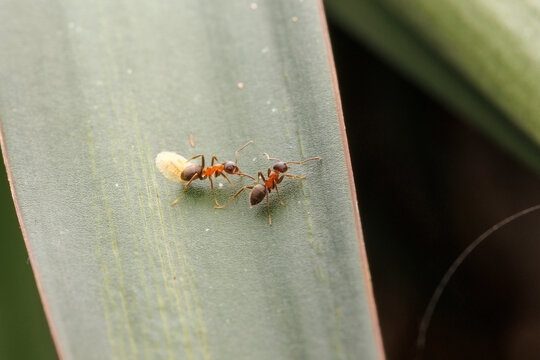 vue macro de deux fourmis et une cochenille sur une feuille de plante