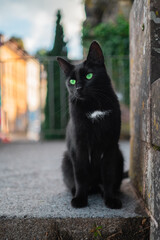 Black Cat with Green Eyes Sitting on the Stone Floor