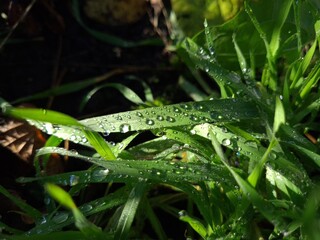 Green Leaves with Dew and Raindrops
