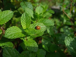 Nature's Harmony: Ladybug Resting on Verdant Leaves
