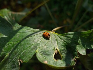 Nature's Harmony: Ladybug Resting on Verdant Leaves
