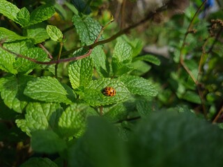 Nature's Harmony: Ladybug Resting on Verdant Leaves
