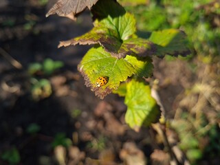 Nature's Harmony: Ladybug Resting on Verdant Leaves
