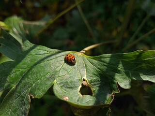 Nature's Harmony: Ladybug Resting on Verdant Leaves
