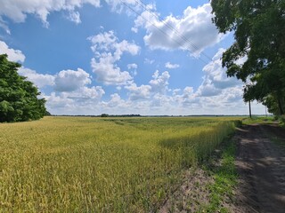 Blue Sky Over a Peaceful Field – Nature’s Open Canvas