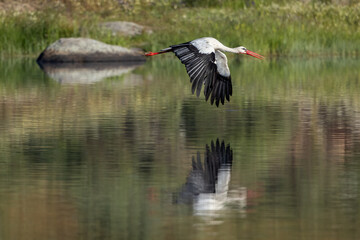 Stork in flight. Stork in their natural environment.