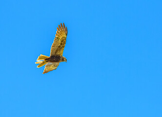 bird of prey in flight on the sky