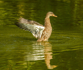 mallard wild duck (Anas platyrhynchos) female stretching wings in water