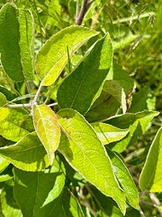 Close-Up of Common Apple Tree (Malus domestica) Leaves in a Lush Green Environment