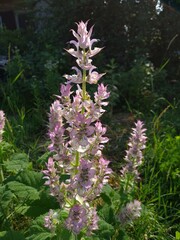 Obraz premium Clary Sage in Full Bloom