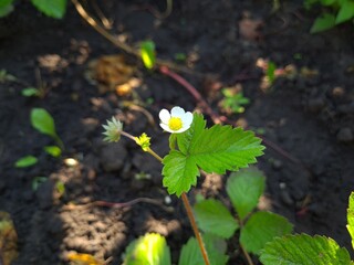 Blooming Beauty: Strawberry Flowers in the Garden
