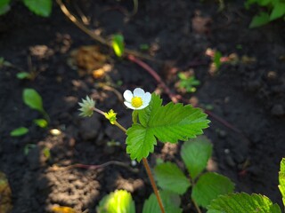 Blooming Beauty: Strawberry Flowers in the Garden
