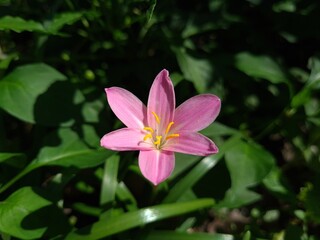 Fototapeta premium Whispers of Spring: Pink Zephyrettes Dancing in the Breeze 