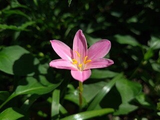 Whispers of Spring: Pink Zephyrettes Dancing in the Breeze
