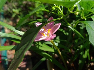 Whispers of Spring: Pink Zephyrettes Dancing in the Breeze

