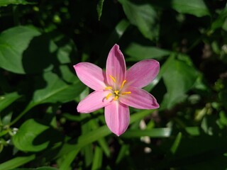 Whispers of Spring: Pink Zephyrettes Dancing in the Breeze
