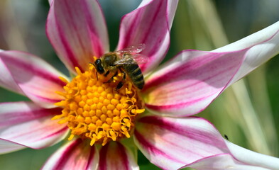 Biene in einer rosa Dahlie