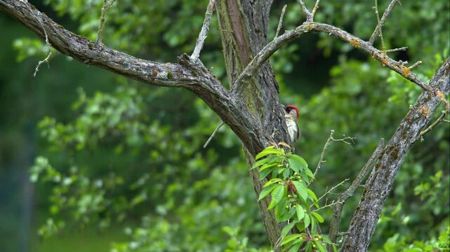 European Green Woodpecker Climbing Tree in Windy Forest