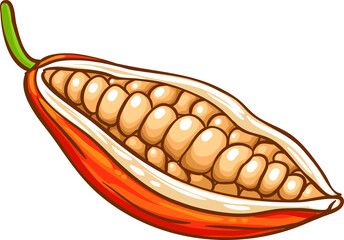 Cocoa  Beans Colored Detailed Illustration.