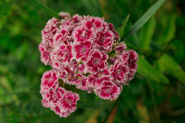 Beautiful flowers with vibrant colors 