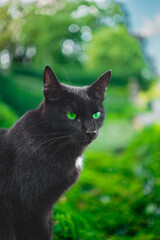 Black Cat with Green Eyes and Upright Ears in a Green Environment Outside