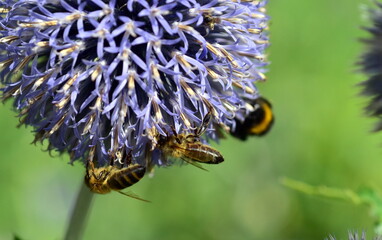Bienen auf violetten Kugeldisteln