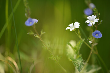 Stellaria holostea And Veronica. meadow flowers. Close up, small white flowers of common chickweed, Stellaria media and blue germander speedwell, bird's-eye speedwell, Veronica chamaedrys. Europe