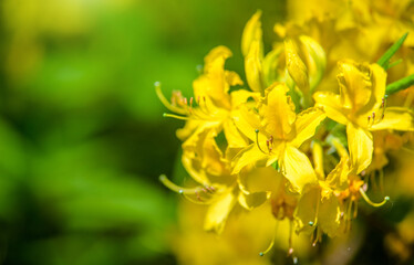 yellow rhododendron blooms in the Botanical garden
