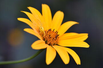 Thomisus onustus. Misumena vatia sitting on yellow chamomile flowers in the garden. close-up....