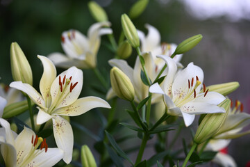 Fototapeta premium Lilium. white lily. beautiful lily flower, close-up. delicate white lilies in the garden, in the flowerbed. floral background. blurred natural background. summer garden. warm sunset light or dawn.
