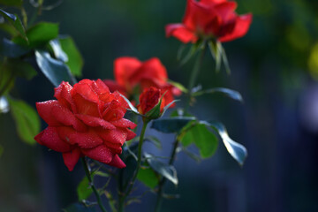 rose. Red rose flower background. Red roses on a bush in the garden, close-up. Red rose flower in a flower bed. Red Rose Magic. beautiful flower gift. beauty in nature. close-up